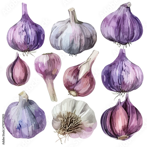 Watercolor drawing clipart of a garlic, isolated on a white background, Illustration painting, garlic vector, drawing, design art, clipart image, Graphic logo