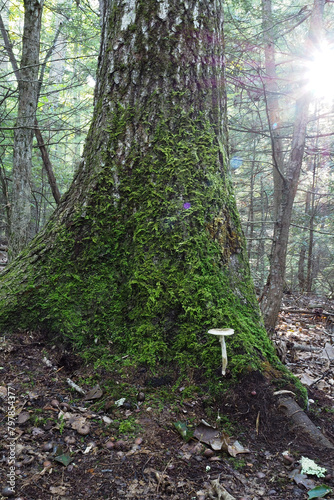 A mushroom sprouting from the roots of a moss-covered tree