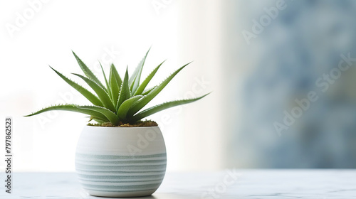 Serene Aloe Vera Plant