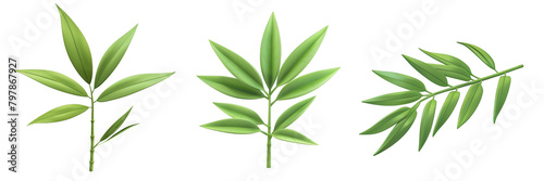PNG bamboo leaf 3d icons and objects collection, in cartoon style minimal on transparent, white background, isolate
