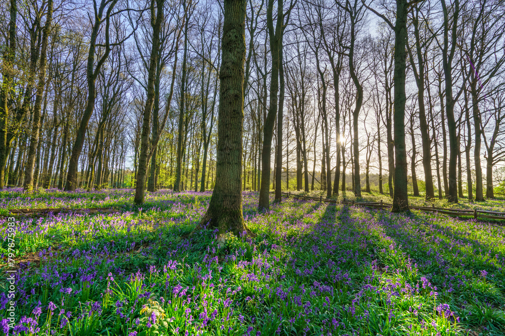 Bluebell carpet in the woods. Springtime in United Kingdom Bluebell carpet in the woods. Springtime in United Kingdom