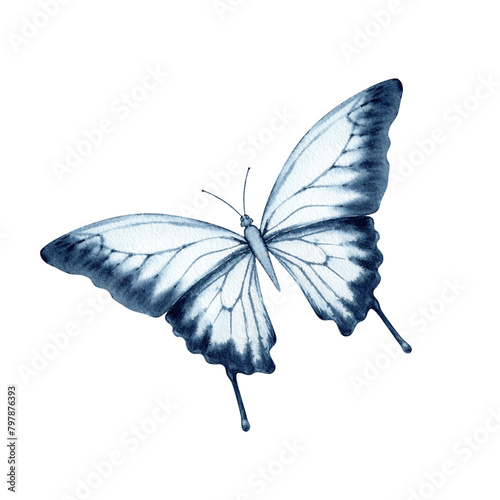 Photography Blue butterfly in blur monochromatic color