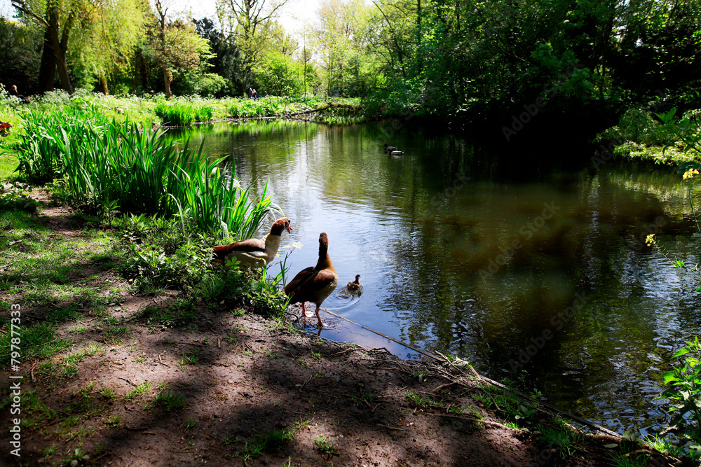 Canal inside the Vondel park, lush nature with brilliant colors, ducks in the foreground on the bank. Canal inside the Vondel park, lush nature with brilliant colors, ducks in the foreground on the bank.