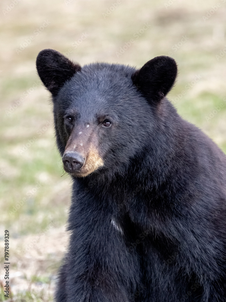 Fototapeta premium Black Bear
