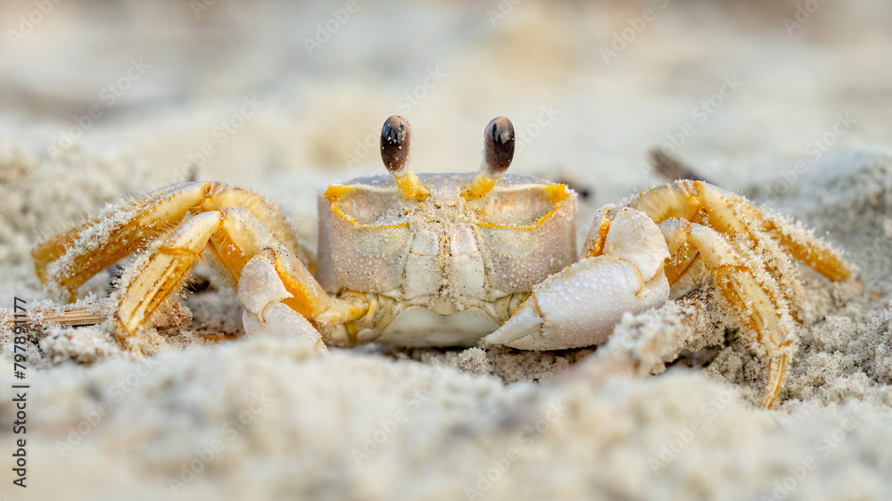 Atlantic ghost crab burying itself in the sand at the beach