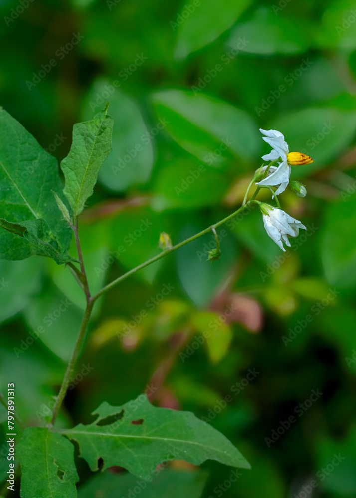 Obraz premium The star-shaped white flowers of Carolina horse nettle, Solanum carolinense, a toxic native plant in the nightshade or Solanaceae family. Also known as devil's tomato, bull nettle, or sand brier.