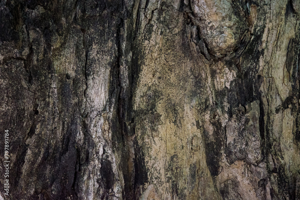 bark wood skin dry tree texture and background, nature life concept abstract bark wood skin dry tree texture and background, nature life concept abstract