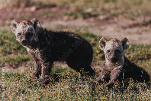 Hyena cubs playing in Ol Pejeta Conservancy photo