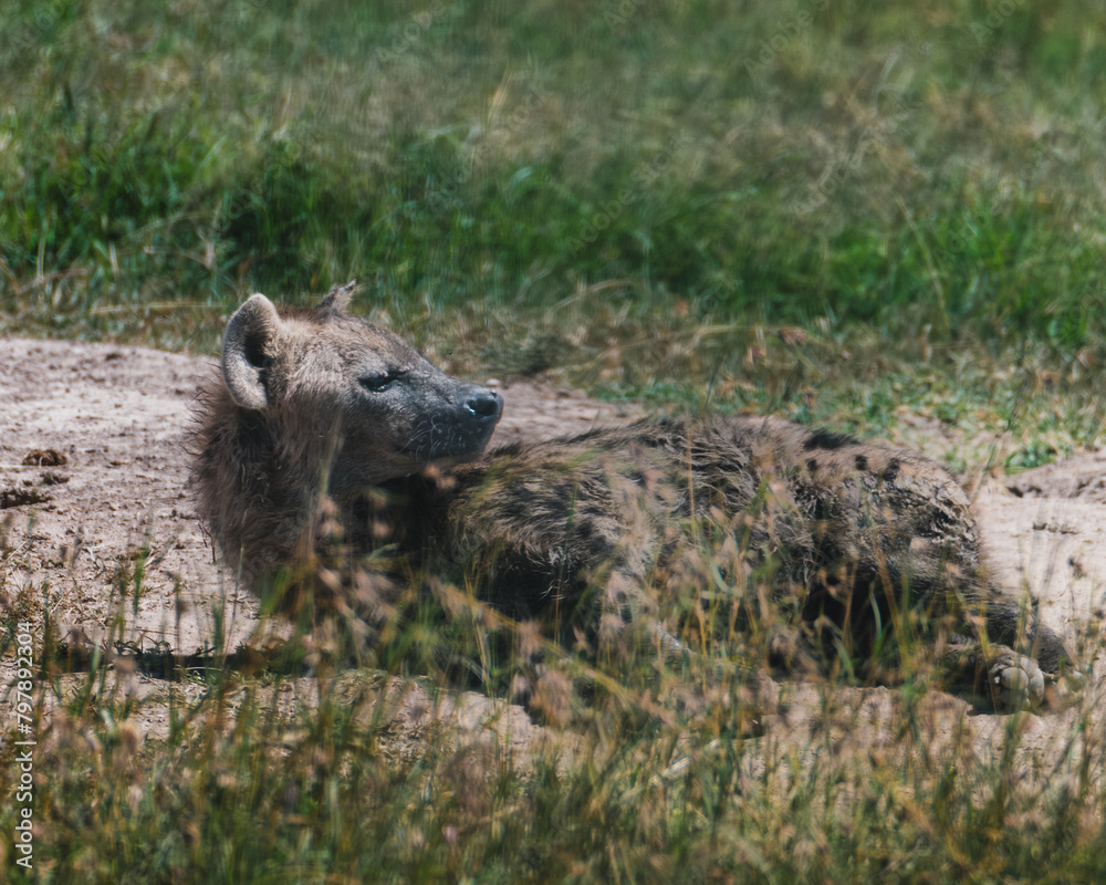 Resting hyena in sunlight, Masai Mara grassland Resting hyena in sunlight, Masai Mara grassland