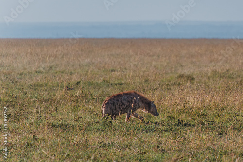 Hyena in  Masai Mara grasslands
