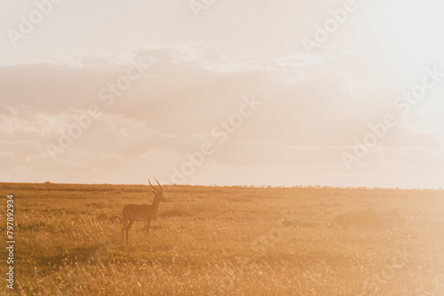 Lone impala standing in Ol Pejeta Conservancy photo