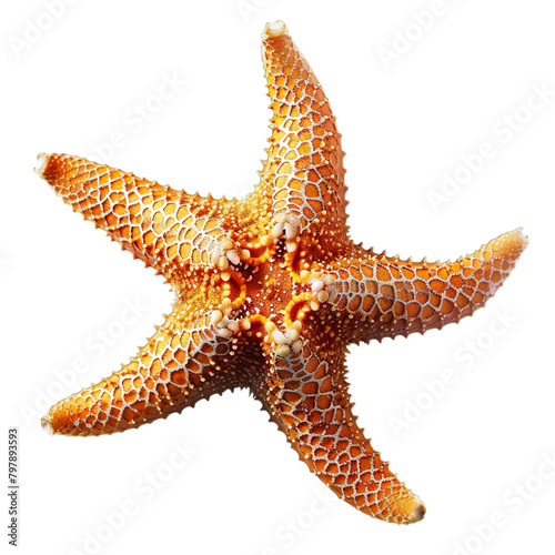 starfish isolated on white background