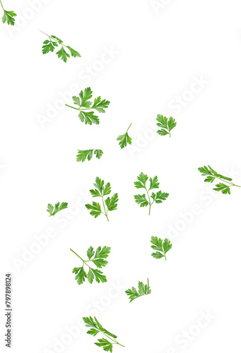 flying parsley leaf