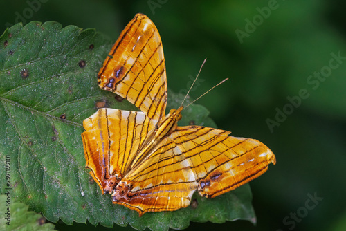 Butterfly the common Maplet (Chersonesia risa) standing on a leaf © Stéphane Bidouze