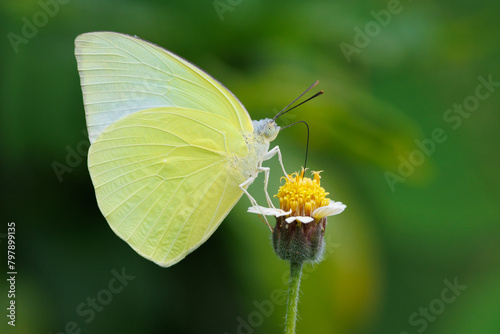 Male Lemon Emigrant butterfly gathering pollen on skyflower.