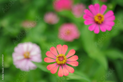 Selective focus on a bunch of Zinnia flowers, shallow depth of field