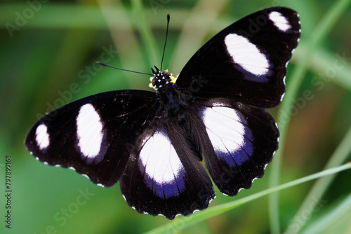 Top view of a male Danaid Eggfly butterfly standing in a meadow.