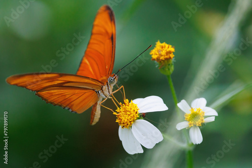 Large orange butterfly Julia Heliconian on wild daisy flower © Stéphane Bidouze