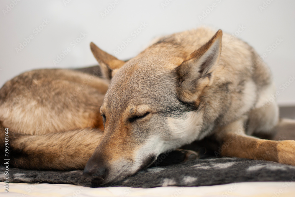 Schlafender Tschechischer Wolfshund