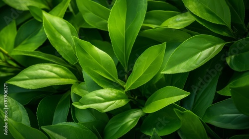 Fresh organic green tea leaves, close-up, natural and antioxidant-rich,
