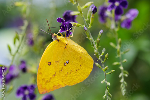 Female Lemon Emigrant butterfly gathering pollen on skyflower. © Stéphane Bidouze