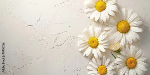 Beautiful daisies blooming against a weathered white wall with a prominent crack running through the middle © SHOTPRIME STUDIO