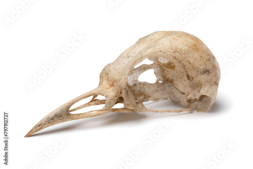 Clean skull of a common blackbird close up isolated on white background © Picture Partners
