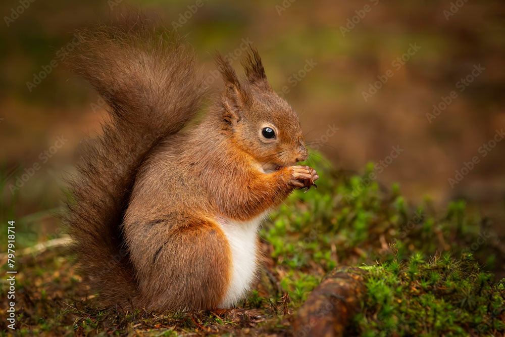 red squirrel sat eating nut red squirrel sat eating nut