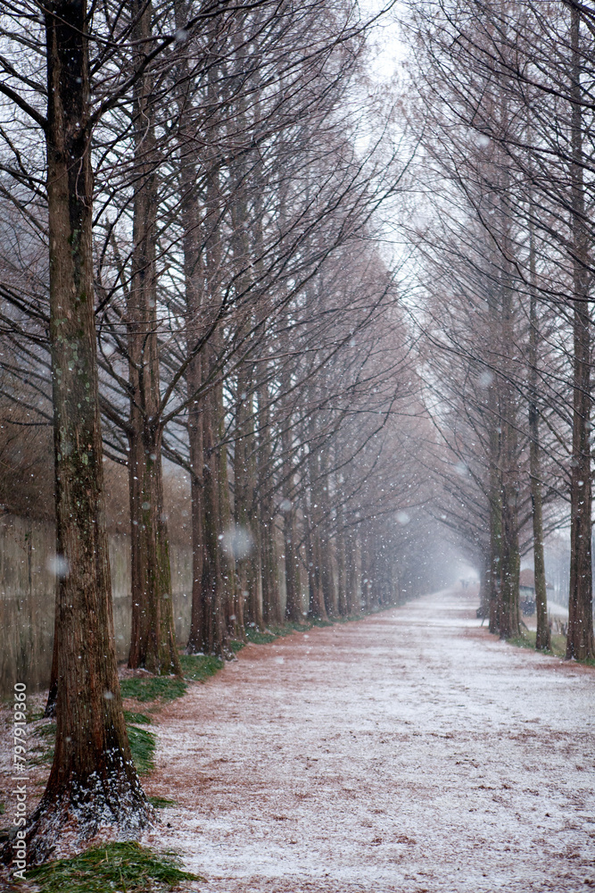 View of the snowing footpath between metasequoia trees View of the snowing footpath between metasequoia trees