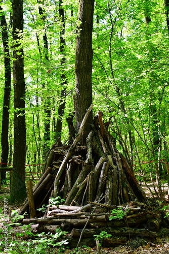 tree in the woods