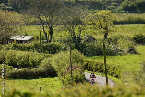 Journey Down the Enchanted Lane - A Viral Glimpse into Countryside Dreams