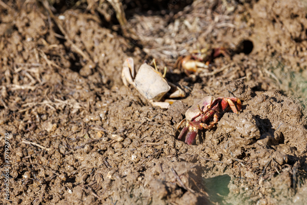 Crabes violonistes sur les berges des marais salants de Tavira au Portugal Crabes violonistes sur les berges des marais salants de Tavira au Portugal