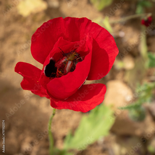 A Beetle in a Poppy Flower