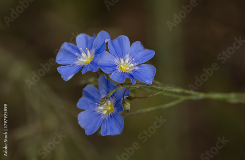 Linum perenne  commonly known as blue flax  is a hardy flowering perennial in the Linaceae family. With delicate  blue  five-petaled flowers  they bloom in late spring to early summer.