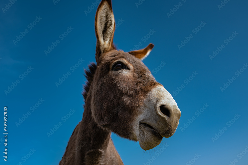Obraz premium Donkey portrait on blue sky background