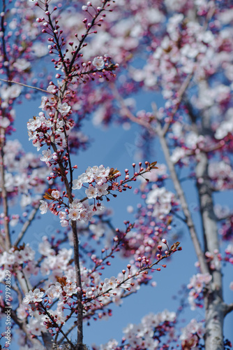 Branches of blossoming apricot tree on sky background