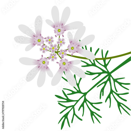 Coriander flowers with leaves on a white background..eps