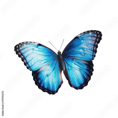 A blue butterfly spreads its wings, isolate on transparent png.