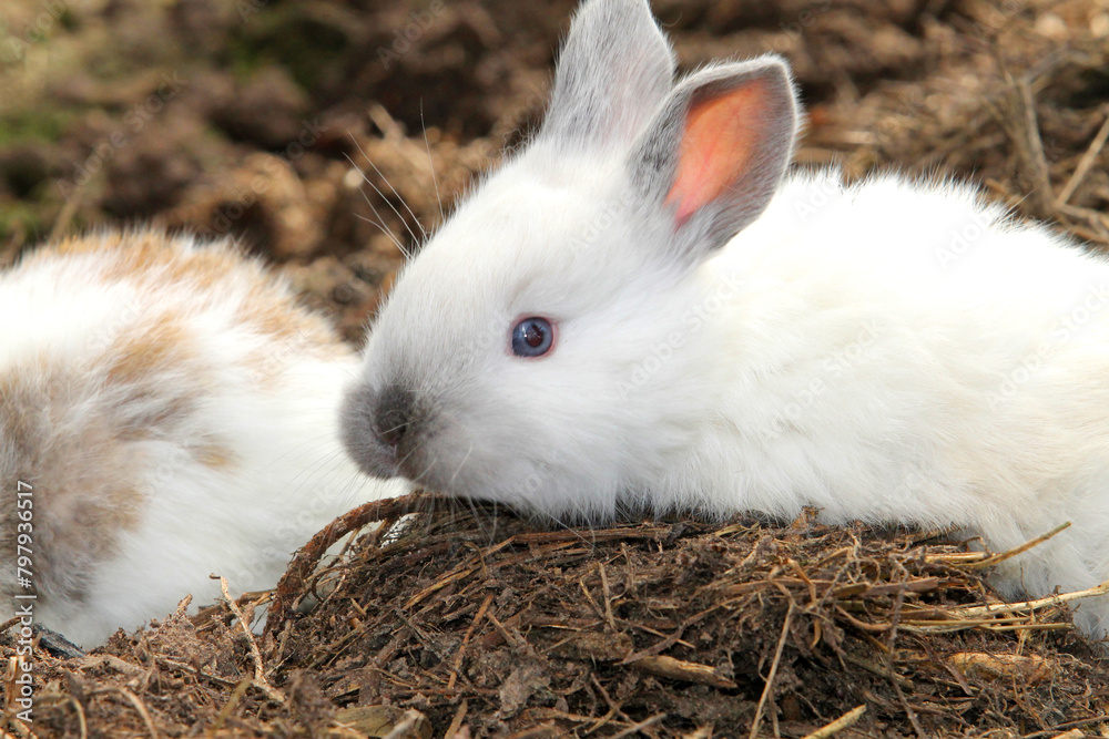 White rabbit on hay White rabbit on hay
