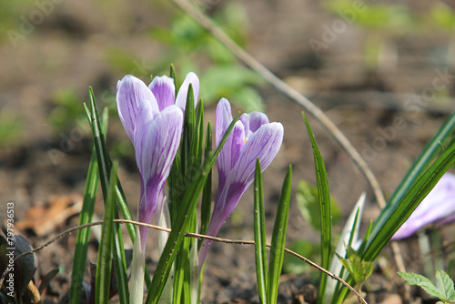 Spring flowers crocuses emerging from the ground