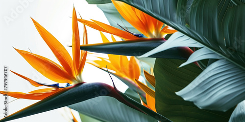 bird of paradise flower with leaves on a white background © Olga