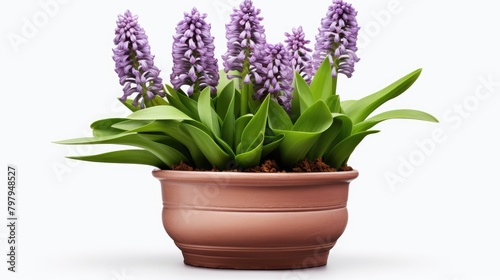 purple hyacinth in pot