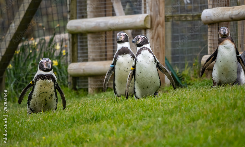 Naklejka premium A day out at the zoo