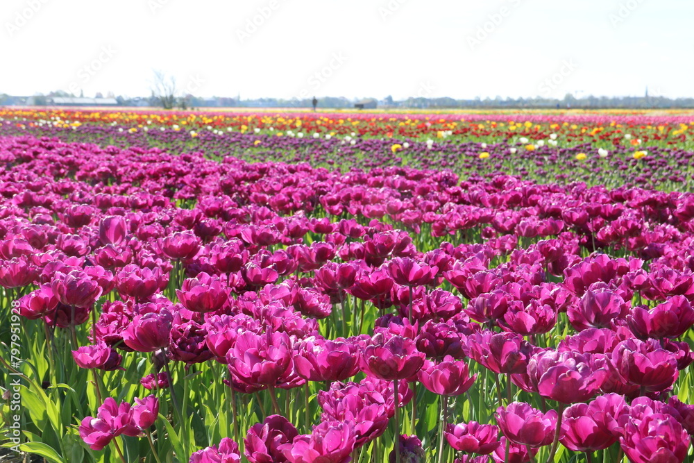 Landschaft mit Tulpenfeldern in Lila und anderen Farben in Holland bei Noordwijk