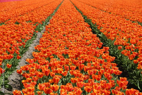 Tulpenfeld mit Tulpen in Orange in Holland bei Noordwijk