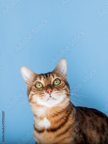 Fototapeta Naklejka Na Ścianę i Meble -  Head shot of a Bengal cat on a blue background.