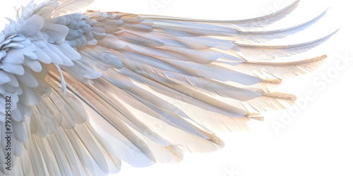 Angel's wing isolate on transparent png.