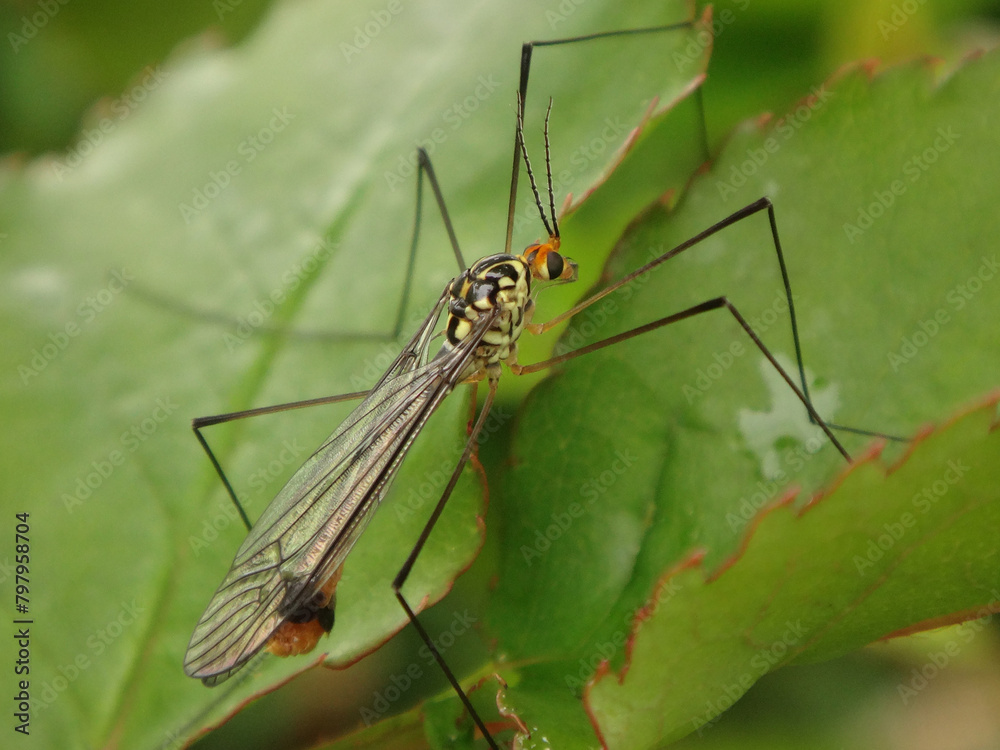 Fototapeta premium Crane fly (Nephrotoma flavipalpis), male perching on leaves of a rose plant