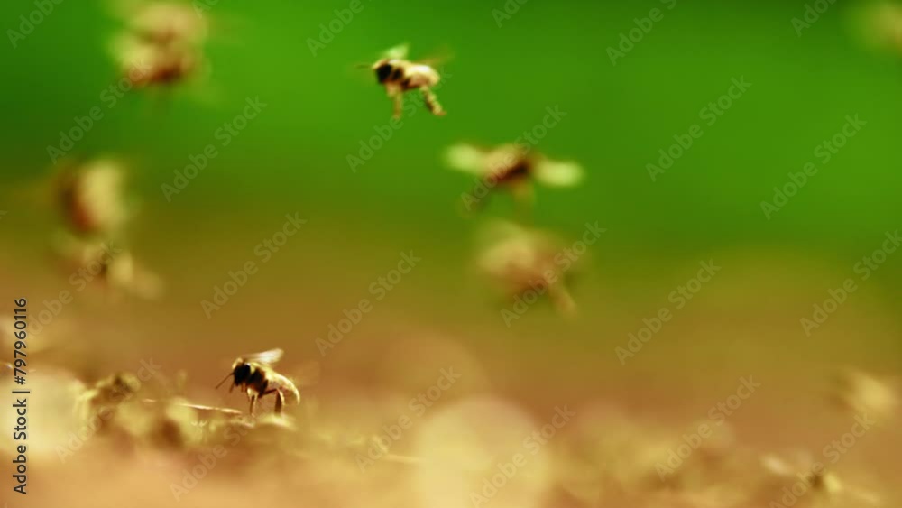 Bees flying onto a beekeeping panel Bees flying onto a beekeeping panel