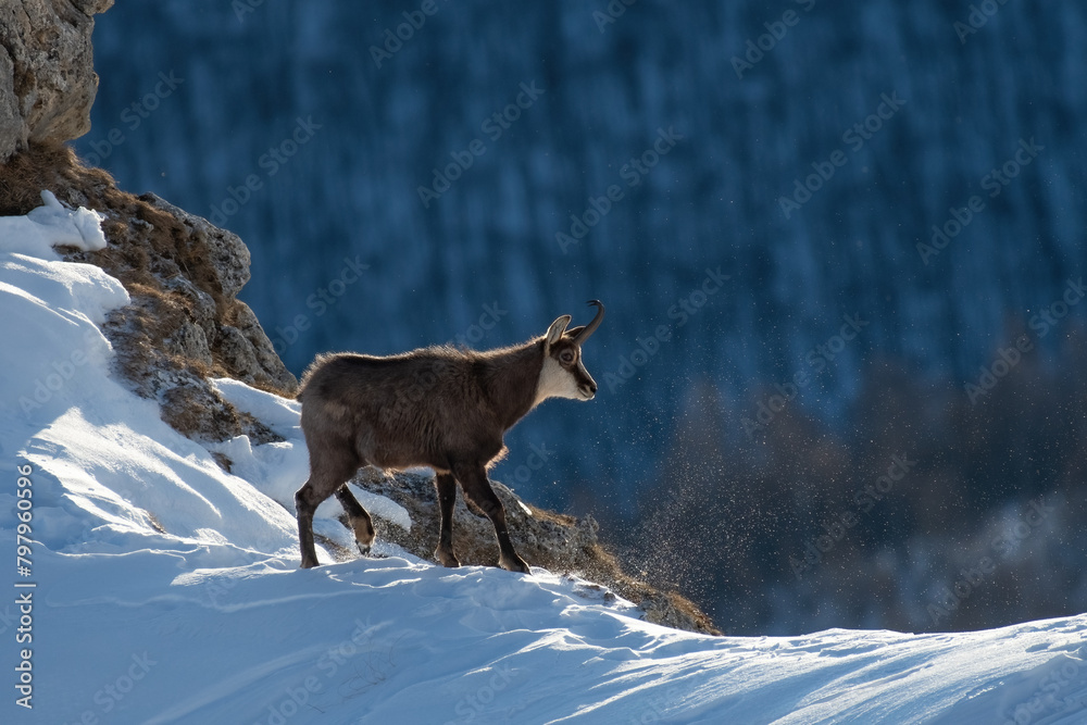 Alpine chamois, Rupicapra rupicapra, walking on the snowy edge of a steep alpine slope in the first morning light on a windy winter day with woods in the background, Italian Alps.
